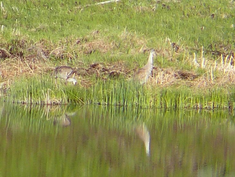 Sandhill Cranes.jpg - Two sandhill cranes - and their reflections